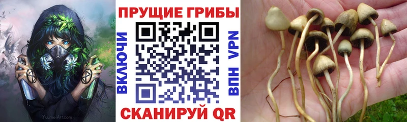 Купить где  Гурьевск  Псилоцибиновые грибы мухоморы 